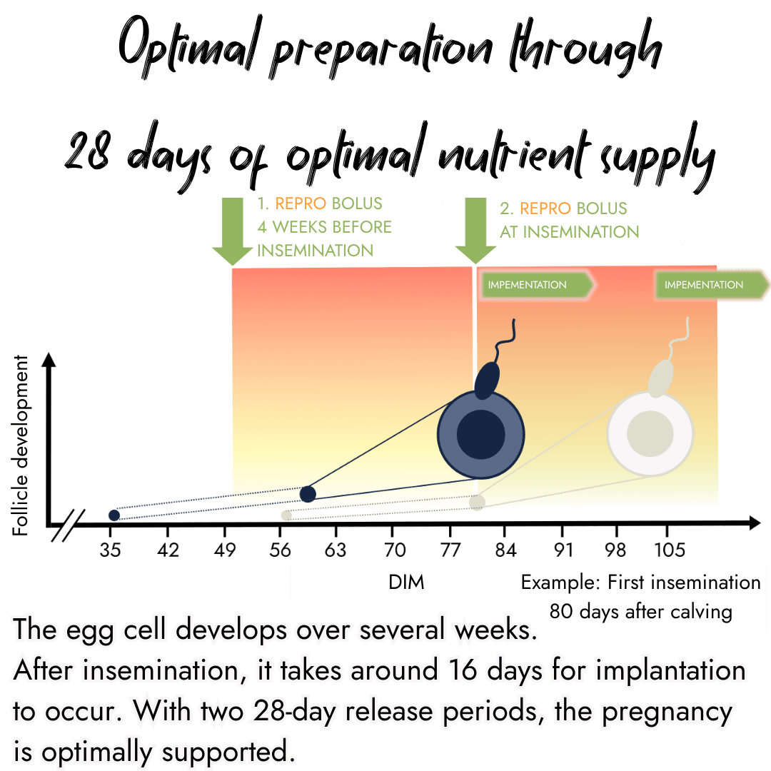 An educational chart displaying follicle development timeline across Days In Milk (DIM), highlighting the strategic administration of ReproBolus at 4 weeks before insemination and directly at insemination.