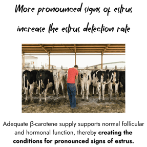 A farmer in a red shirt standing behind a line of black-and-white Holstein cows.