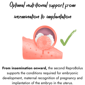 A detailed biological graphic depicting a healthy embryo implanting into the uterine lining of a cow, marked with a green checkmark indicating successful reproduction.