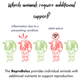 An infographic showing a row of dairy cows with red highlighted cows indicating health issues such as inflammation from pre-existing conditions and silent estrus.