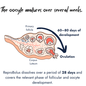A diagram of a cow ovary illustrating the 60 to 80-day follicle development cycle leading to ovulation and corpus luteum formation, explaining how ReproBolus supports the critical 28-day development window.