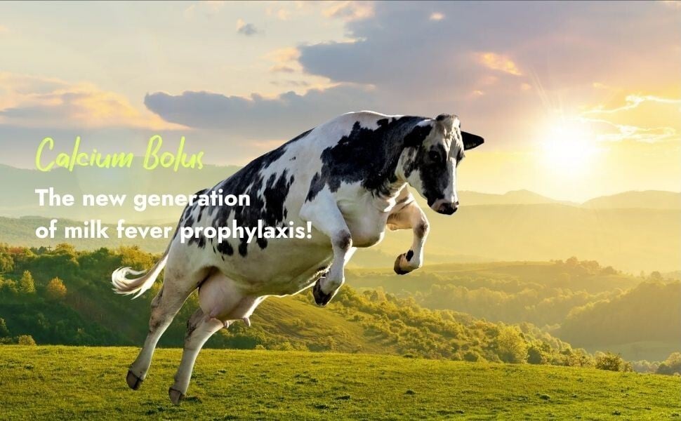 A black-and-white dairy cow leaping dynamically across a sunlit pasture, illustrating milk fever prophylaxis and vitality supported by Calcium Bolus.