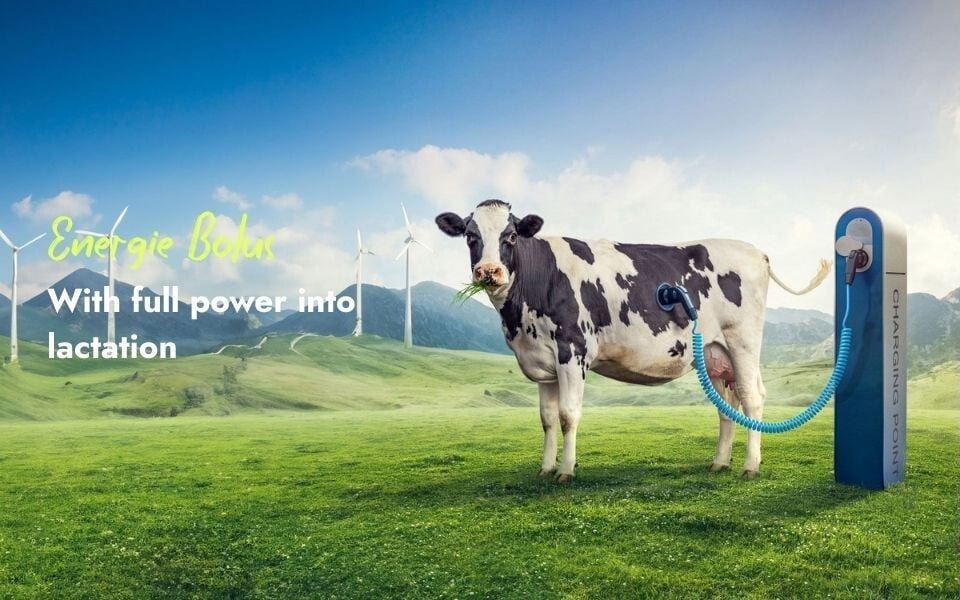 An image of a dairy cow plugged into an electric vehicle charging station on a pasture, illustrating energy replenishment for lactation with Energie Bolus.