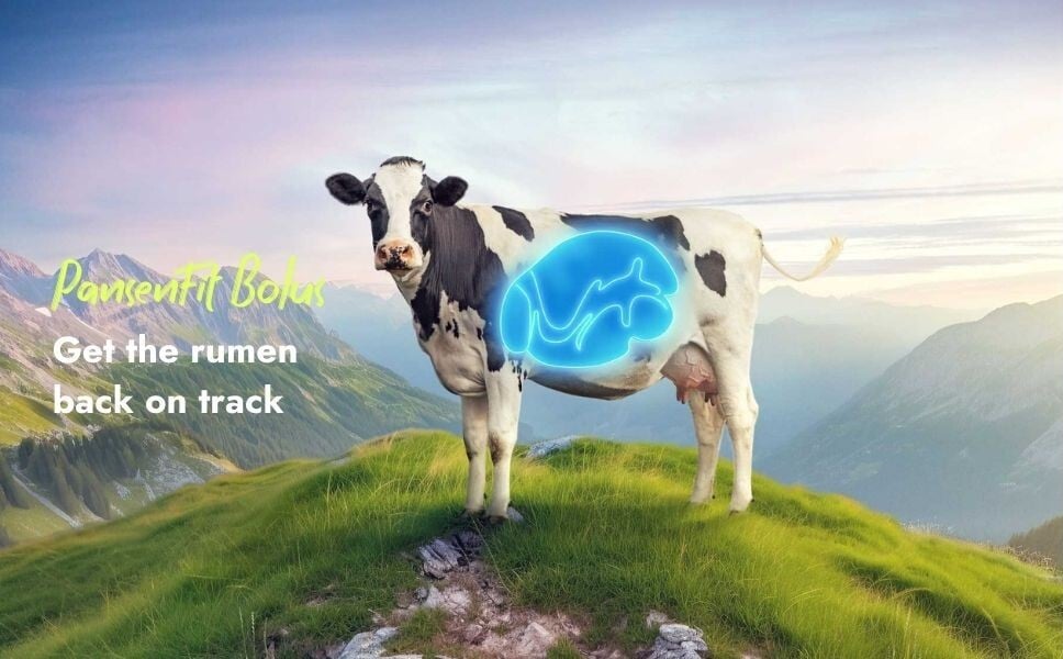 A Holstein dairy cow standing on an alpine pasture with a glowing blue diagram highlighting the rumen, illustrating digestive support with Pansenfit Bolus.