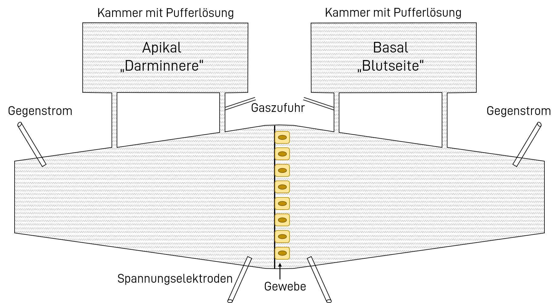forschung-erklaert-ussingkammer-modell