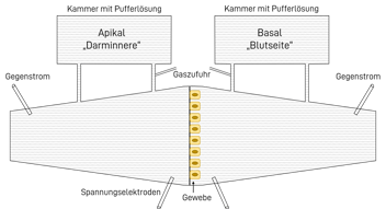 Schematische Darstellung einer Ussing-Kammer zur Messung aktiver Transportprozesse: Aufgeteilt in eine apikale Seite (Darminnere) und eine basale Seite (Blutseite), getrennt durch eine Epithelzellschicht als Gewebe, inklusive Gaszufuhr, Spannungselektroden und Gegenstromvorrichtung.