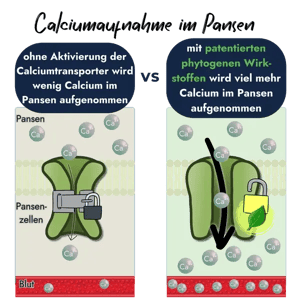 Grafik zur Calciumaufnahme im Pansen: Patentierte phytogene Wirkstoffe von PerformaNat öffnen die Transportkanäle effektiv.