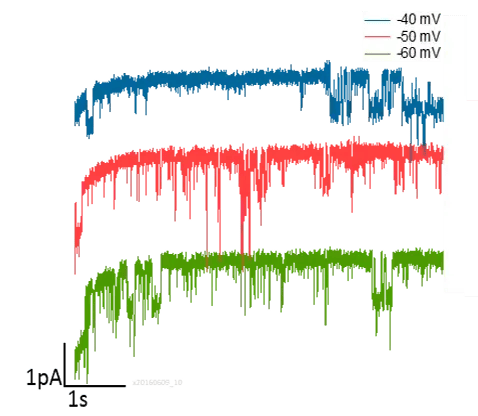 Electrophysiological measurement curves of a patch-clamp analysis. PerformaNat thus investigates the function of TRP channels.