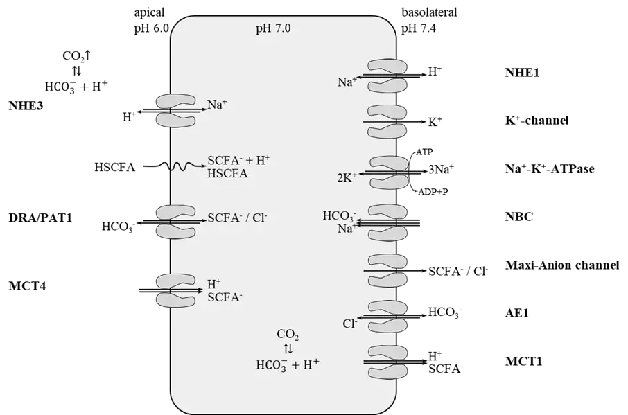 A graphic shows cell channels for nutrient transport in the rumen. This research is the foundation of PerformaNat.