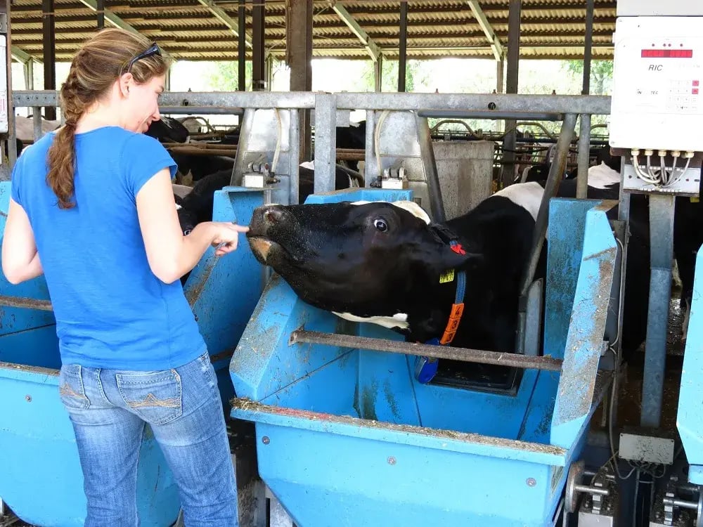 Cows eating at the feed table on a farm. PerformaNat tests products here in feeding studies.