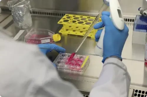 Konzentriert pipettiert eine Forscherin im Labor rote Proben. Eigene Forschung sichert Qualität der PerformaNat-Produkte.