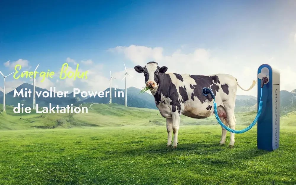 Eine schwarz-weiße Kuh frisst einen Büschel Gras auf einer Weide und ist symbolisch an eine Ladestation angeschlossen. Der Bildtext lautet 'Energie Bolus – Mit voller Power in die Laktation'. Es illustriert die optimale Energieversorgung von Kühen zum Laktationsstart durch PerformaNat.