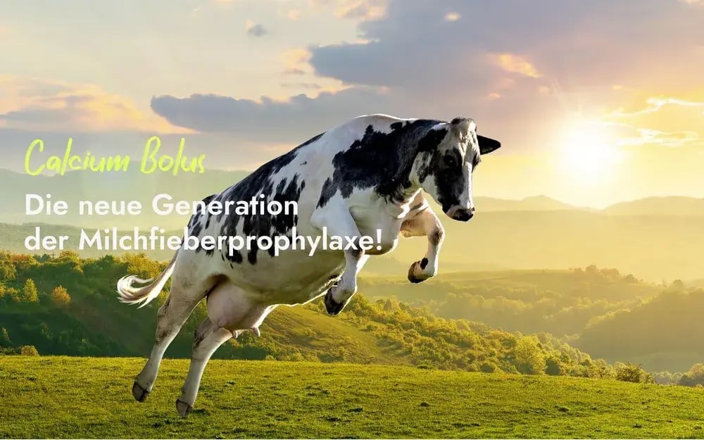 Eine schwarz-weiße Kuh springt vital über eine Wiese im Sonnenuntergang. Der Text im Bild lautet 'Calcium Bolus – Die neue Generation der Milchfieberprophylaxe!'. Es zeigt die gesteigerte Leistungsbereitschaft und Gesundheit durch effektive Milchfieberprophylaxe von PerformaNat.