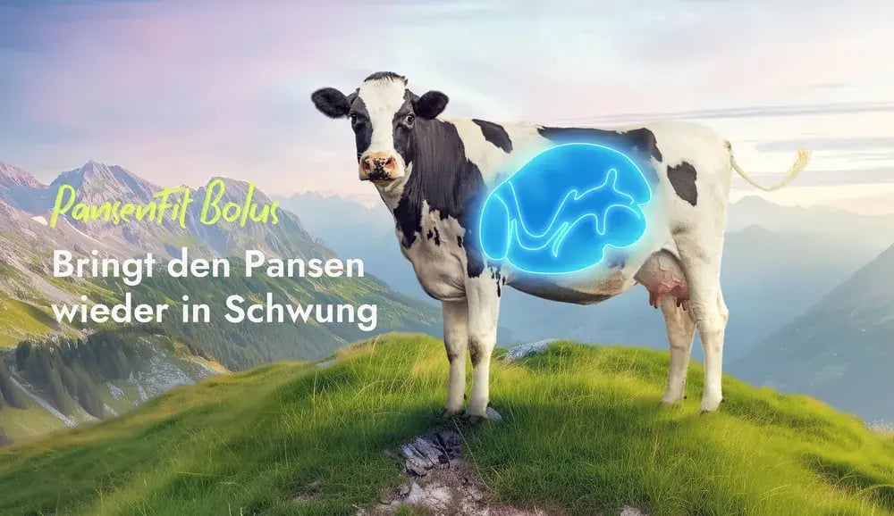 Eine Holsteinkuh auf einer Bergweide mit einer blau leuchtenden Pansen-Illustration. Der Text lautet 'Pansenfit Bolus – Bringt den Pansen wieder in Schwung'. Das Bild zeigt, wie das PerformaNat PansenFit die Pansenfunktion der Kuh anregt und die Verdauungsgesundheit unterstützt.