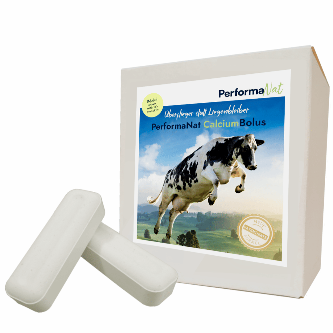 Die Produktverpackung des PerformaNat Calcium Bolus mit zwei weißen Boli im Vordergrund. Der Aufdruck zeigt eine springende Kuh und den Slogan 'Überflieger statt Liegenbleiber'. Es dient als wirksame Prophylaxe gegen Milchfieber und Festliegen bei der Kuh. Die Produktverpackung des PerformaNat Calcium Bolus mit zwei weißen Boli im Vordergrund. Der Aufdruck zeigt eine springende Kuh und den Slogan 'Überflieger statt Liegenbleiber'. Es dient als wirksame Prophylaxe gegen Milchfieber und Festliegen bei der Kuh.