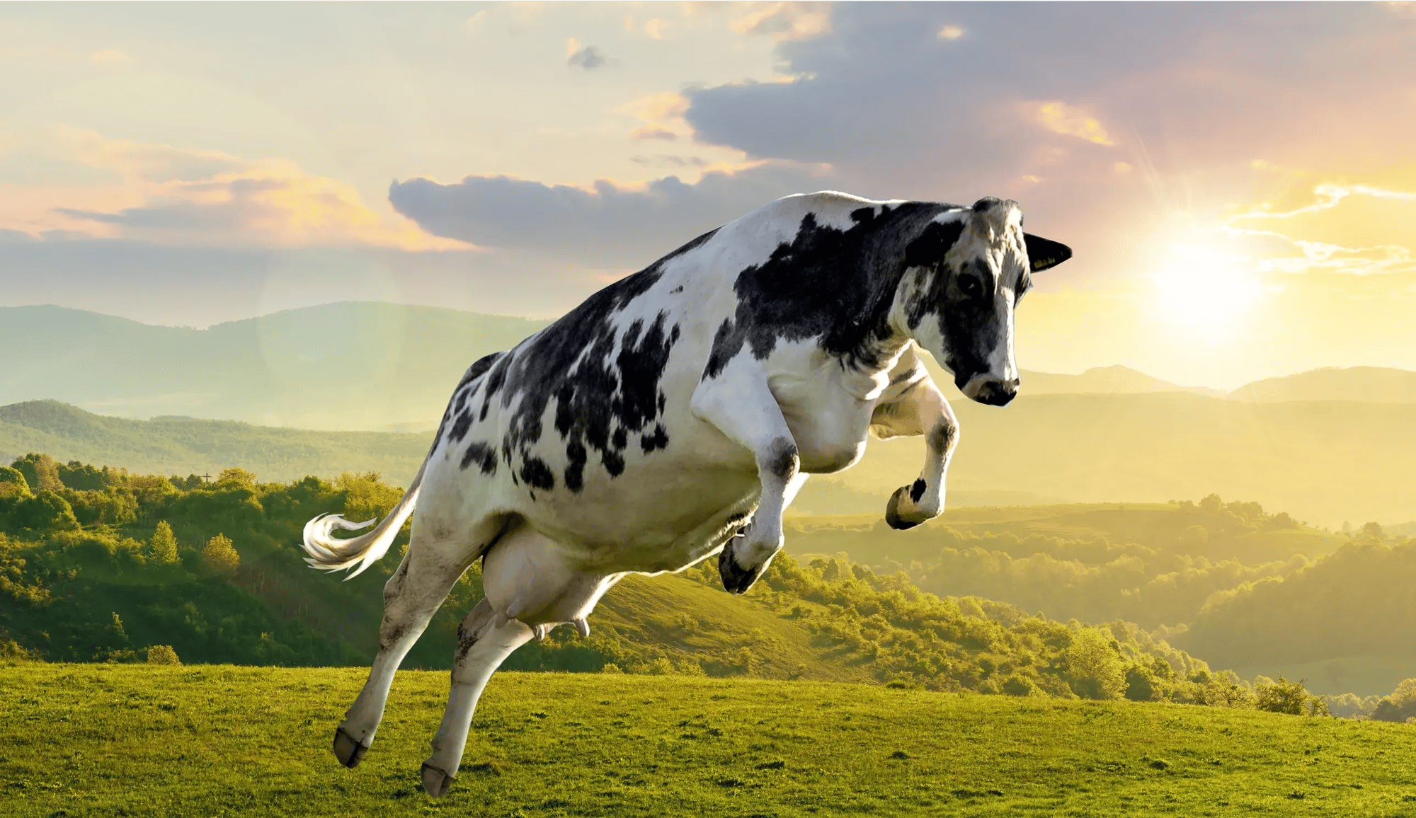 Eine Holsteinkuh springt voller Lebensenergie hoch in die Luft über eine grüne Weide im Abendlicht. Das Bild symbolisiert eine vitale, gesunde Kuh dank einer optimalen und wirksamen Milchfieberprophylaxe von PerformaNat.