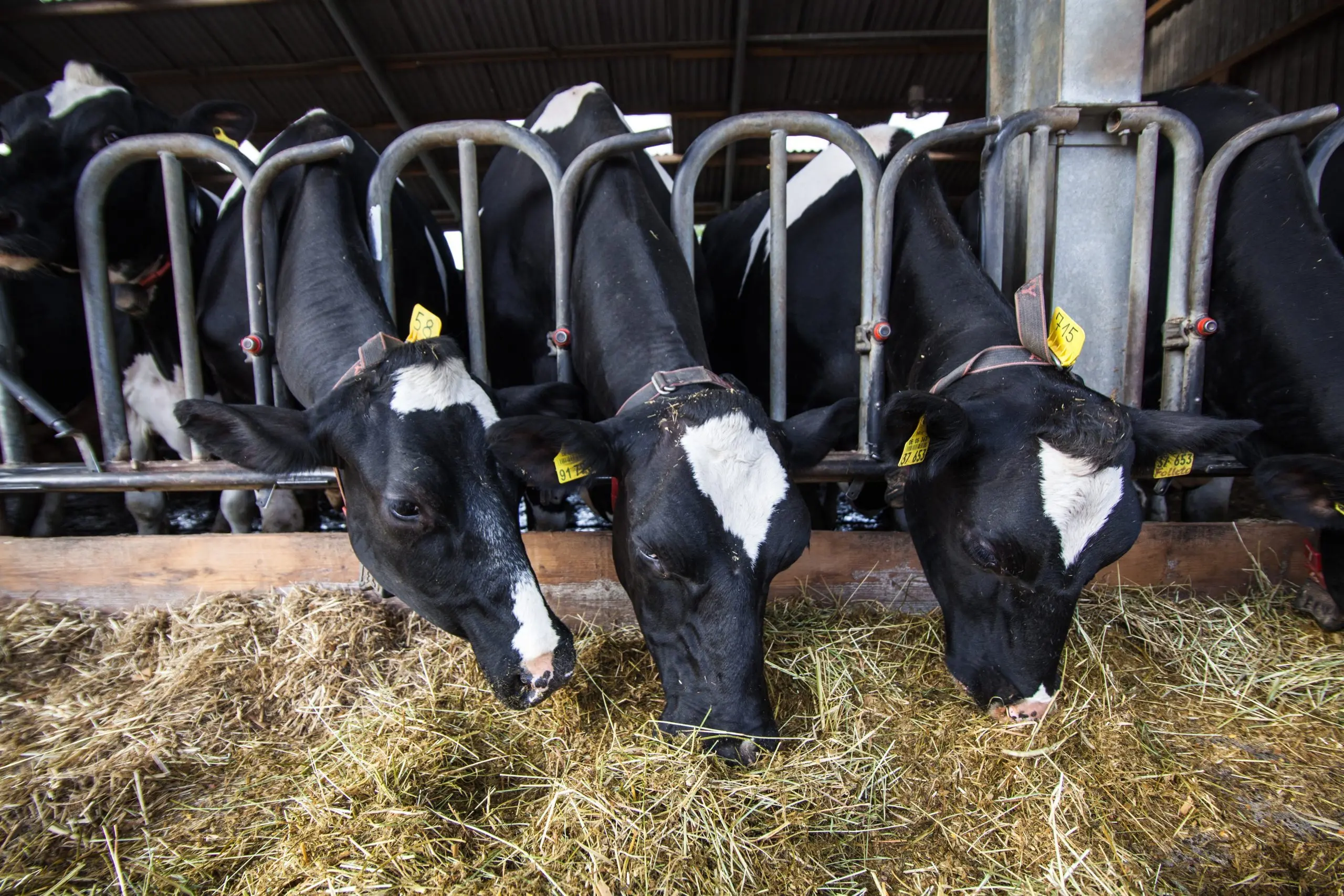 Drei schwarzbunte Holstein-Kühe mit gelben Ohrmarken und Monitoring-Halsbändern fressen gemeinsam am Fressgitter im Stall; Fokus auf die Futteraufnahme zur Calciumversorgung.