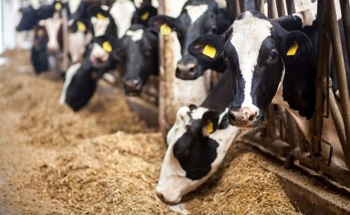 Mehrere schwarzbunte Holstein-Kühe stehen nebeneinander am Fressgitter in einem hellen Laufstall und fressen Silage vom Boden; Fokus auf einer Kuh im Vordergrund, die direkt in die Kamera blickt.