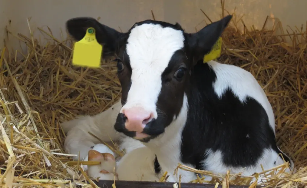 Ein neugeborenes schwarzbuntes Kalb mit Ohrmarke liegt aufmerksam und ruhig in einer Box auf frischem Stroh.