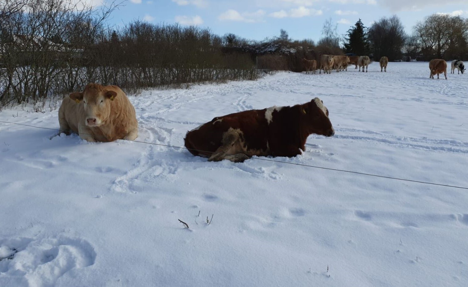 Zwei Fleischrinder liegen im tiefen Schnee auf einer verschneiten Winterweide hinter einem Weidezaun, im Hintergrund steht eine kleine Herde im Freien.