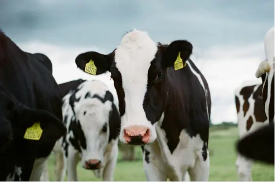 Nahaufnahme einer schwarzbunten Milchkuh mit zwei gelben Ohrmarken, die direkt in die Kamera blickt; im Hintergrund weitere Kühe der Herde auf der Weide vor bewölktem Himmel.