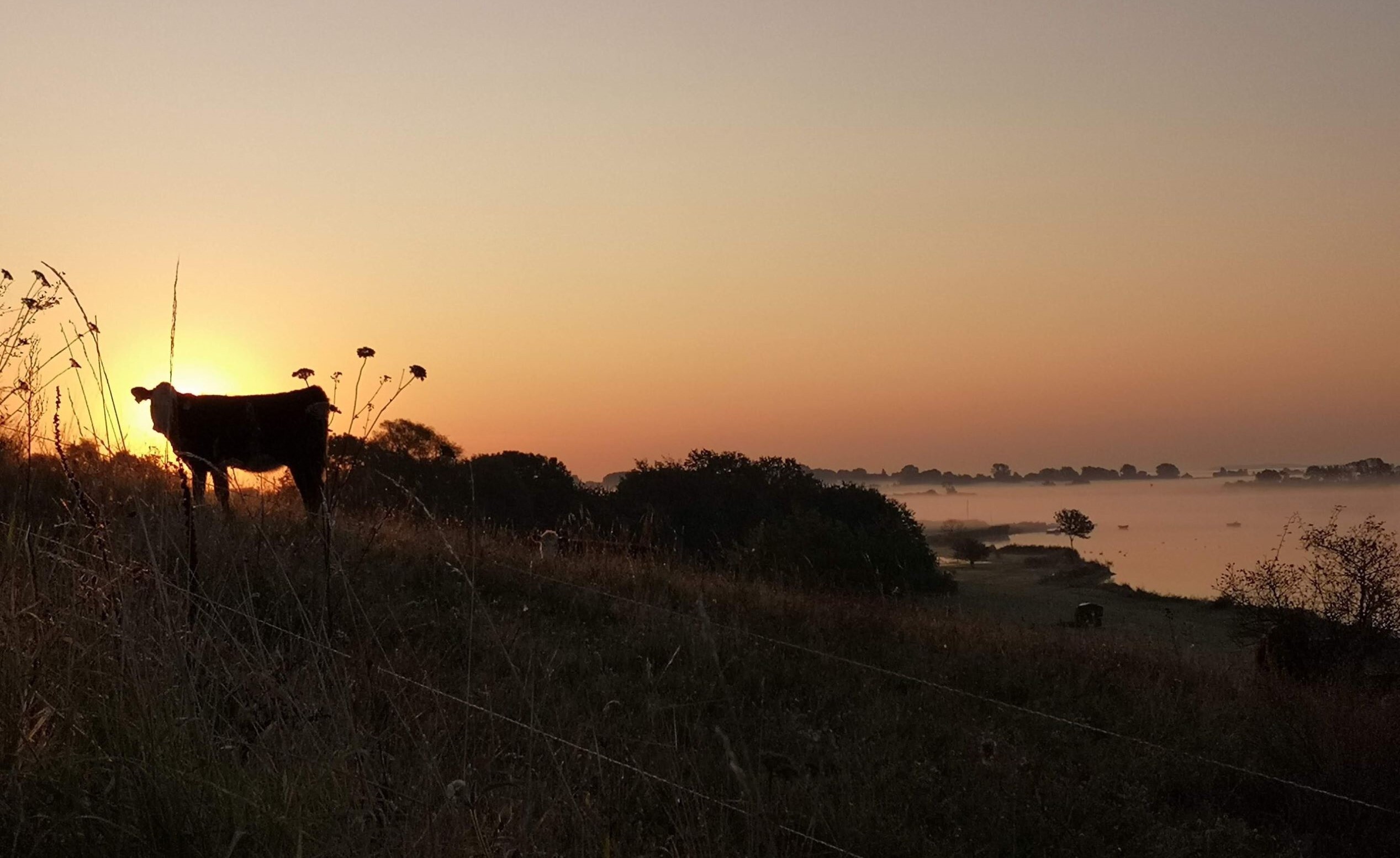 Silhouette einer Kuh auf einer Weide bei Sonnenaufgang; im Hintergrund eine neblige Flusslandschaft in der Morgensonne.