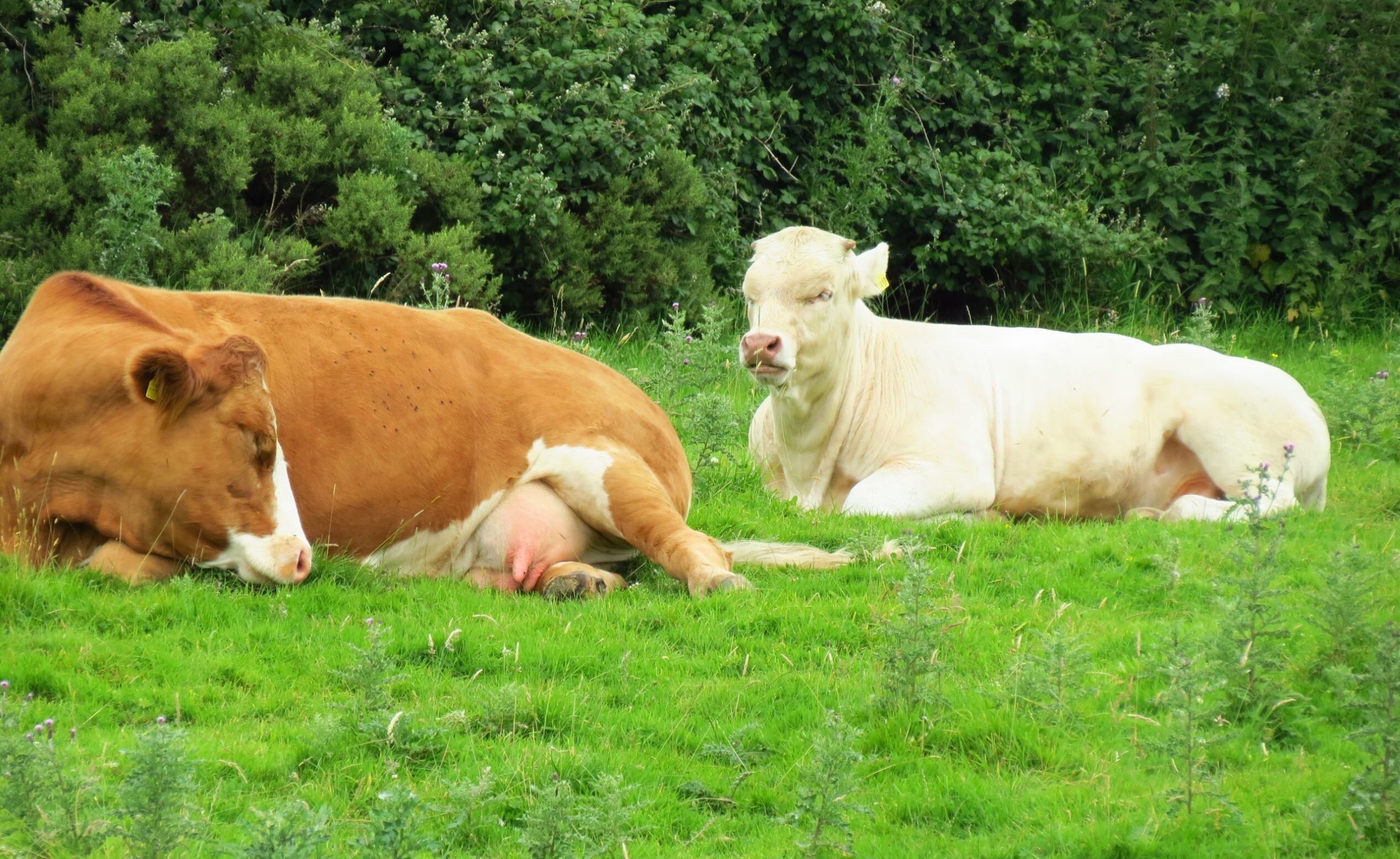 Zwei Rinder liegen ruhend auf einer grünen Weide vor einer Gebüschreihe: links eine braun-weiß gefleckte Kuh mit sichtbarem Euter, rechts ein weißes Rind. Symbolbild für ruhende Tiere und mögliche Festlieger bei Milchfieber.