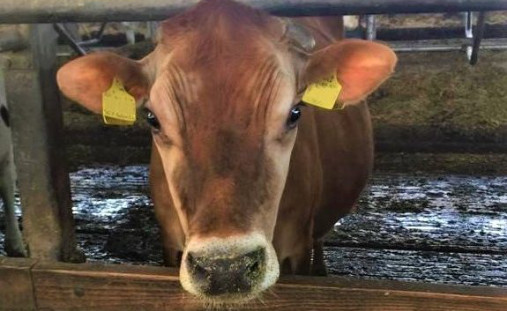 Nahaufnahme einer braunen Jersey-Kuh mit typischen großen Augen und gelben Ohrmarken im Stall; Fokus auf den Kopf des Tieres am Fressgitter als Symbolbild für rassespezifisches Milchfieber-Risiko.