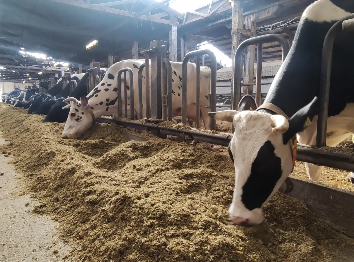 Mehrere schwarzbunte Milchkühe stehen in einer Reihe am Fressgitter in einem Boxenlaufstall und fressen frische Silage.