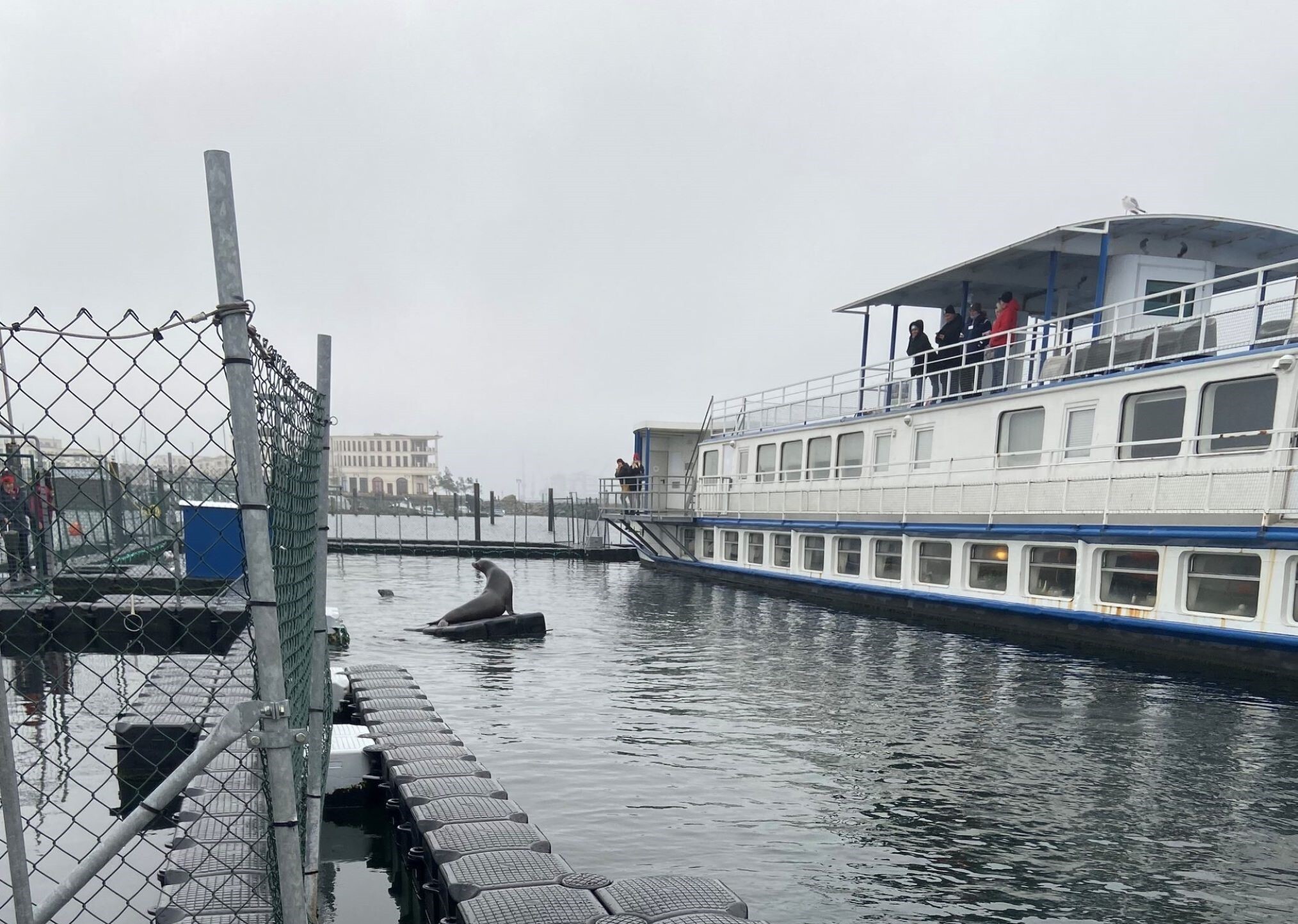 Ein Seehund ruht auf einer Plattform im Wasserbecken einer Station, während eine Gruppe von Menschen von einem weißen Ausflugsschiff aus zuschaut; im Vordergrund ist ein Steg und ein Maschendrahtzaun zu sehen.