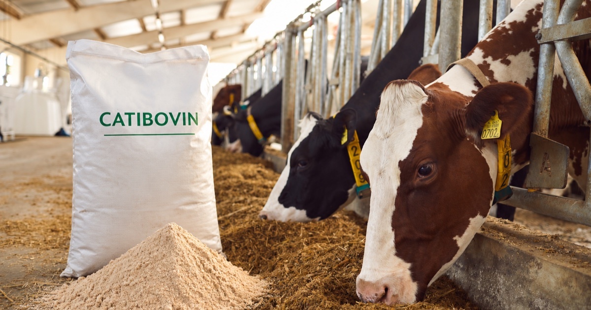 CatiBovin feed bag with dairy cows in the barn – winner of the EuroTier Innovation Award 2026